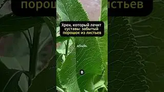 Порошок из хрена: очищает сосуды, лечит суставы, укрепляет иммунитет #здоровье