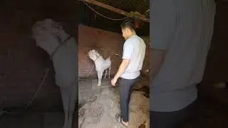 Bakra Mentality 😍 Eid ul Adha 2025🐐 #goat #bakra #shorts #bakraeid