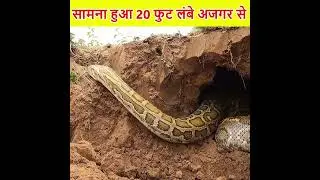 गलती से पंगा ले लिया 20 फुट लंबे सांप से #shorts