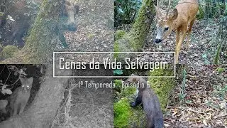 A Pose da Gineta - 1&ordf; Temporada, Epis&oacute;dio 7 de Cenas da Vida Selvagem