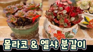 추억의 국민다육이 몰라코 & 가을엔 화려하고 눈에 띄는 다육이 엘샤 분갈이해요! 몰라코, 이제는 보기 드문다육입니다~ 엘샤는 누구나 사랑하는 빨강 다육이죠~#다육이 #다육식물