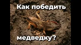 Вся правда о медведке!