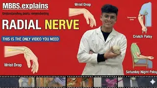 Radial Nerve Explained in 20 Minutes | Extensor Compartment of Forearm | Upper Limb Anatomy for MBBS