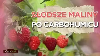Słodsze maliny po Carbohumicu