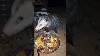 Opossum Eats A Smorgasbord #cute #wholesome #wildlife #asmreating #video #foryou