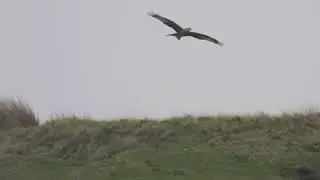 Red Kite, Wales, November 2024