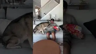 My dogs don&rsquo;t know what No means&hellip; #dogsofyoutube #dog #dogs #husky #goldenretriever