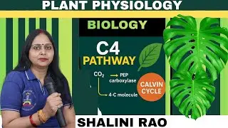 Plants physiology I  C4 Pathway I Hatch and Slack Pathway I  Class 11 Biology I  NEET I NCERT I CUET