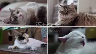 when cats go wild