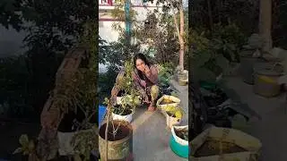 winter vegetable garden tour 🍅🌶️🥦🫑#terracegarden #viral #shorts#wintervegetablegardentour