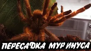 Побег МУРИНУСА.  Пересадка Pterinochilus murinus