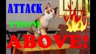Training CAT To Hunt RAT, Lesson 3: ATTACK FROM ABOVE !