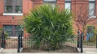 Huge D.C. needle palm pruned up to fit in small plot