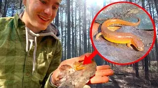 Searching for NEWLY Discovered Species of Salamander! - Mud Salamander, Newts and more!