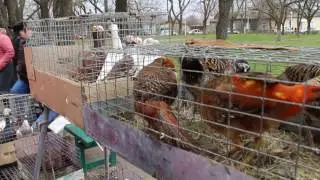 Выставка птиц и животных в Измаиле 25 марта 2017 года