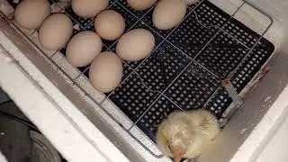 Кто в инкубаторе сидит 😁 | Raising chickens at home | DSLT - DS Life and Travel