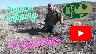 Coyote Trapping 40 Yard Drag Catch