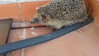 Il riccio e il cane curioso