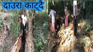 आज बाट हाम्रो जङ्गल मा दाउरा खुलेको छ दाउरा काट्दै हामी aaja bat hamro jangalma daura katdai hami