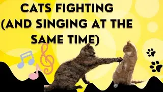watch these cats arguing and singing different songs
