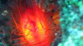 Flame File Shell - Great Barrier Reef Cairns Australia