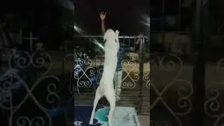Rajapalayam dog i am a rider whatsapp status tamil