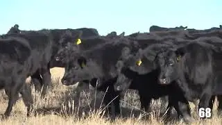 LOT 68 - INDRELAND RANCH HOME RAISED - 2023 BORN BRED COWS SELLING CHOICE OR ALL - 33 hd total