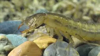 Larva of a diving beetle (Dytiscinae(/Cs&iacute;kbog&aacute;r l&aacute;rv&aacute;ja