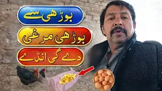 Murghi Anday Kyun Nahi Deti? | Murghi Ko Anday Dene Ka Asan Tareeqa | Desi Formula
