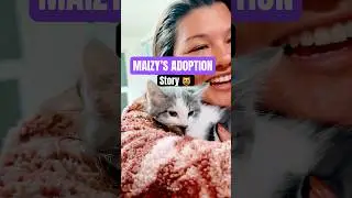 😻 Stray kitten adoption story! I found the 1st kitten a home 🎉 #kittenrescue