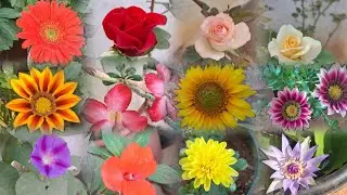 Nothing but Flowers (with scientific names) #flowers #plants ##gardening