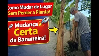 Bananeira Crescida? Veja Como Mudar de Lugar Sem Perder a Planta!