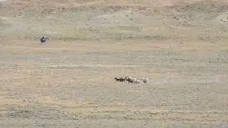 North Landers Complex, WY  BLM Wild Horse Round-Up 7/1/24 Video 10