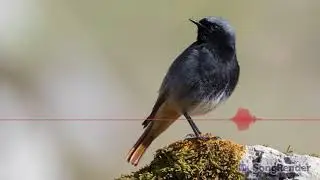 Black redstart song and calls visualized on SongRender