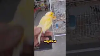 🐤 Meet the Domestic Canary: Your New Feathered Friend! 🎶