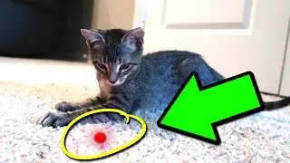 CAT VS LASER POINTER!