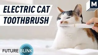 This Cat Toothbrush Purrs to Keep Your Kitty Happy | Future Blink