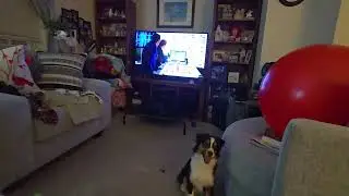 DOG TOY FUN - RUFF DAWG TOYS #dogs #dogshorts #dogtoy #ruffdawg #pets #doglife