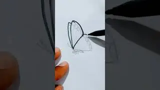 Drawing Butterfly Side Angle