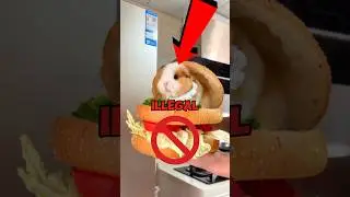 Guinea pigs are ILLEGAL🐹😱#shorts