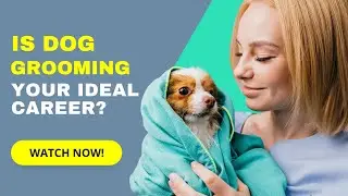 Is Dog Grooming Your Ideal Career?