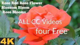 Rose Red | Rose Flower | Blossom Bloom Rose Blooms | ALL CC Videos | Four Free | 4K