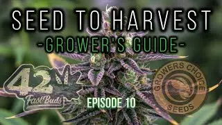 🌱 Seed to Harvest - Growers Choice Seeds & FastBuds 420 | Growing at 86&deg;F with CO₂ & More - Part 10🔥