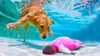 Funniest cats and dogs 🐶🐱 part 17