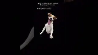 #shorts#memes#funny#funnydogs#dogmemes#foryou#fyp#😂