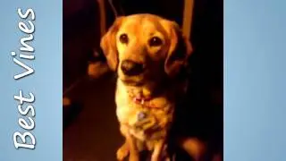 Dog pick up lines.. by Jacko Brazier - Best Vines #10