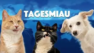 TAGESMIAU (BEST-OF 2023)