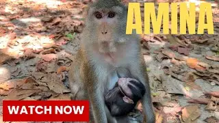 Such A Beautiful Moment, Cute Tiny Baby Amina Sleeping Well | @LaBuBuMonkeysTV855 