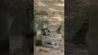 Monkey Story #Shorts