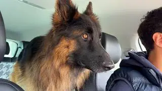 German Shepherd suddenly realizes he is at the vet